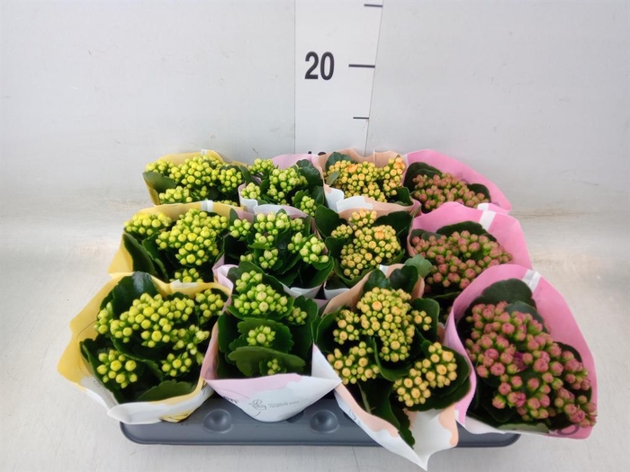 <h4>Kalanchoe blos.   ..rosebud mix  4</h4>