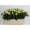 Paeonia Colonel Owen Cousins