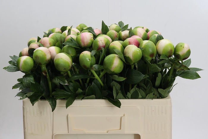 <h4>Paeonia Colonel Owen Cousins</h4>