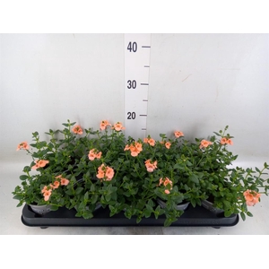 Diascia  'Piccadilly Salmon'