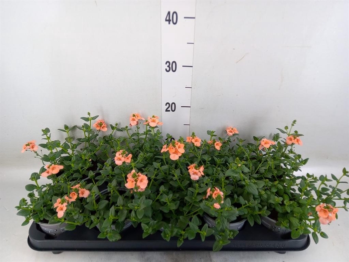 <h4>Diascia  'Piccadilly Salmon'</h4>