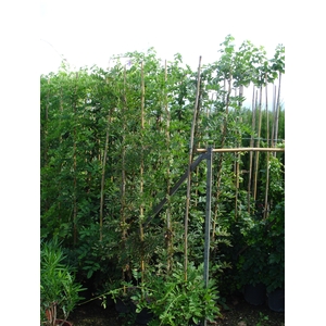Wisteria floribunda