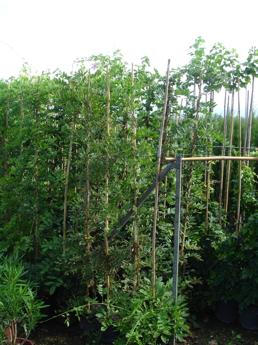 <h4>Wisteria floribunda</h4>