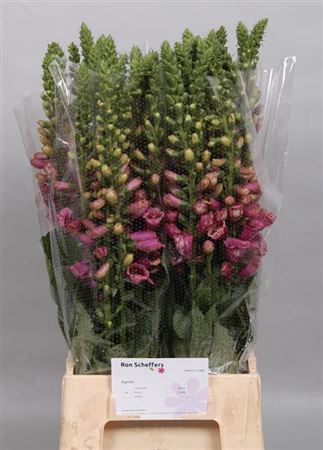 DIGI CAMELOT ROSE