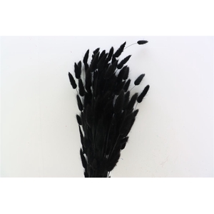 Dried Lagurus Black Bunch