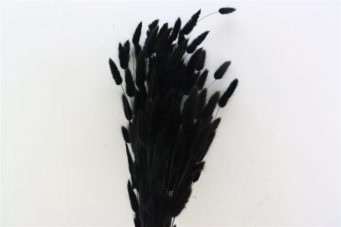 <h4>Dried Lagurus Black Bunch</h4>