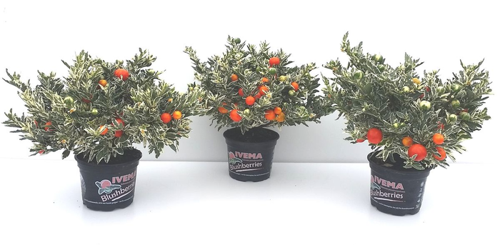 Solanum rantonetti