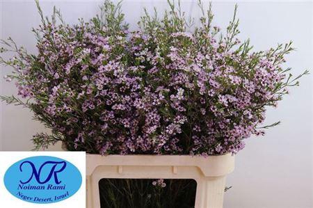 <h4>Chame Un Early Nir</h4>