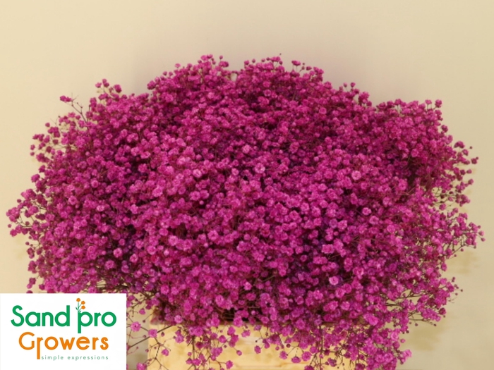 <h4>GYPS KLB H%</h4>