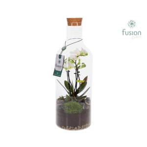 Green Bottle Fles Medium met 4tak Phalaenopsis 24 uurs levertijd