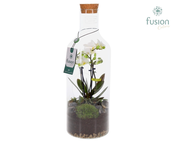 <h4>Green Bottle Fles Medium met 4tak Phalaenopsis 24 uurs levertijd</h4>