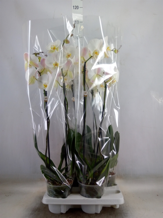 <h4>Phalaenopsis   ...white</h4>