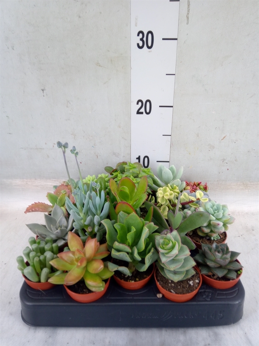 <h4>Succulents   ...</h4>