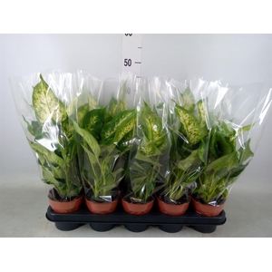 Dieffenbachia  'Compacta'