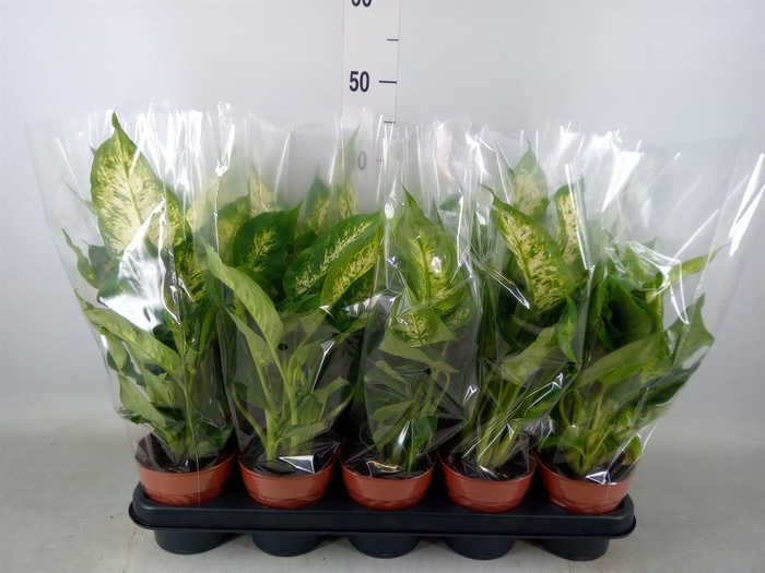 <h4>Dieffenbachia  'Compacta'</h4>