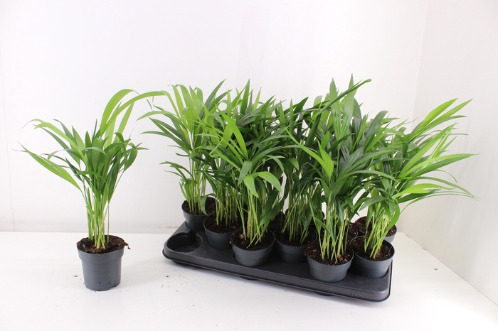 <h4>DYPSIS LUTESCENS</h4>