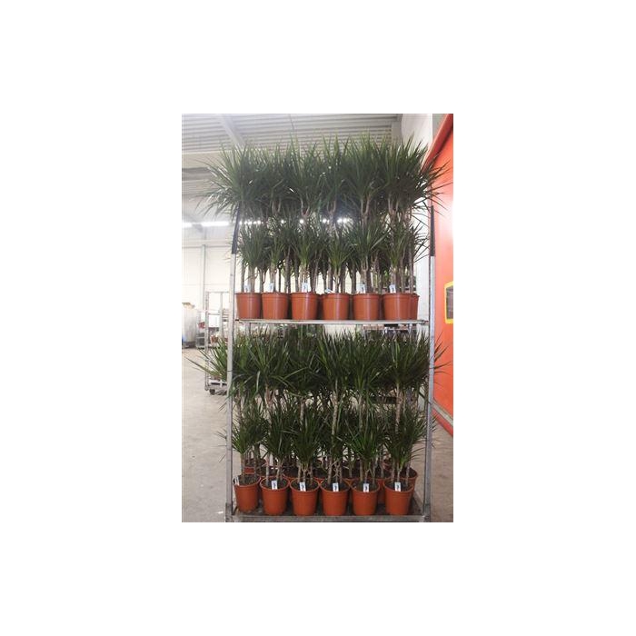 <h4>Dra Marginata 60-30-15 Cm</h4>