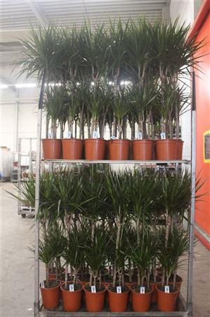 Dra Marginata 60-30-15 Cm