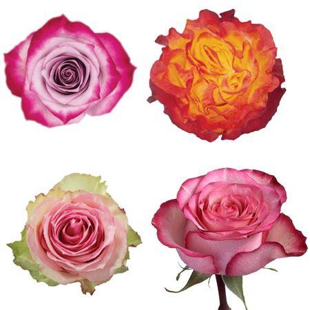 <h4>R Gr Mixbox Bicolor</h4>