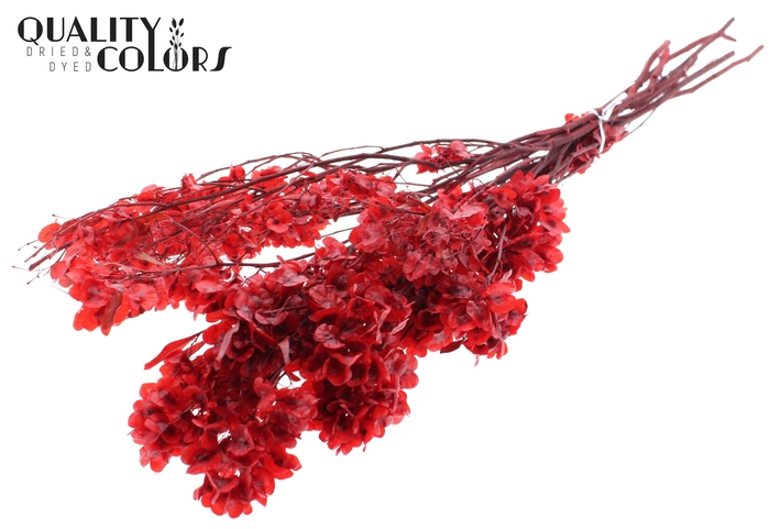 Ruberia per bunch Preserved Red
