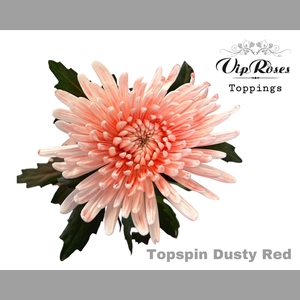 CHR G TOPSPIN DUSTY RED