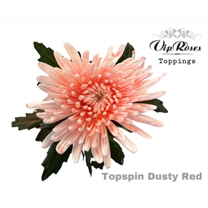 CHR G TOPSPIN DUSTY RED