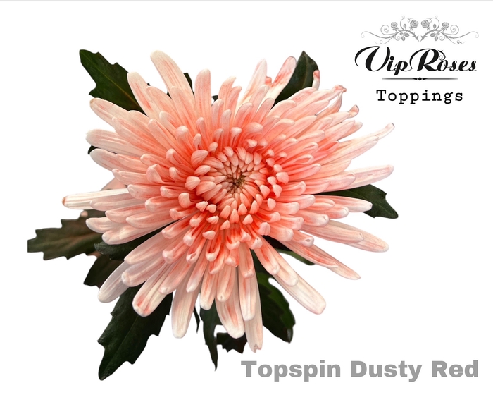 <h4>CHR G TOPSPIN DUSTY RED</h4>