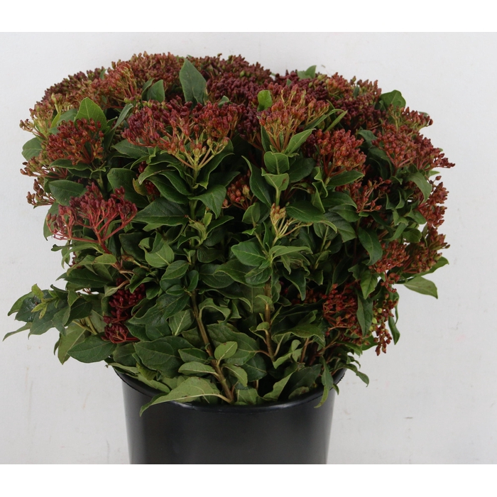 <h4>Viburnum Tinus Bos</h4>