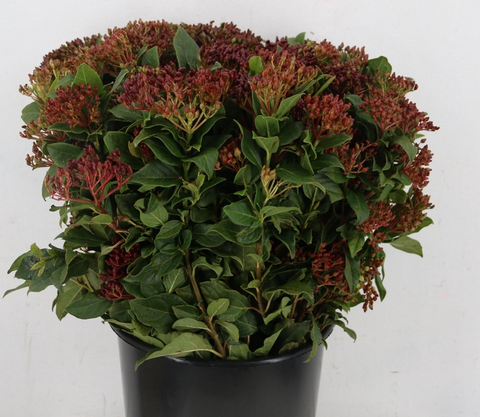 <h4>VIBURNUM TINUS BOS</h4>
