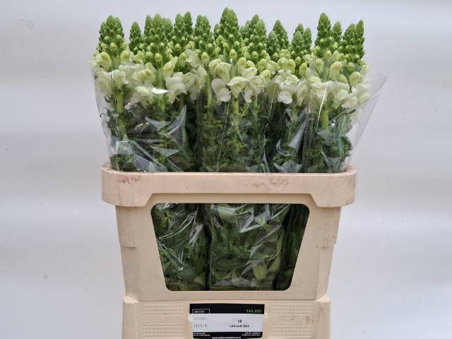 <h4>ANTIR POTO IVORY WH</h4>