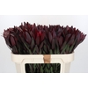 Leucadendron Saf Sunset Dark R.