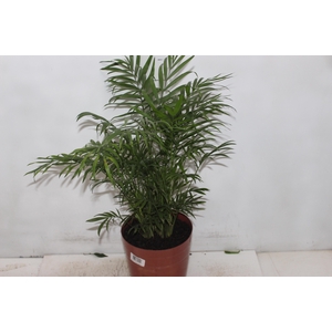 CHAMAEDOREA ELEGANS P17
