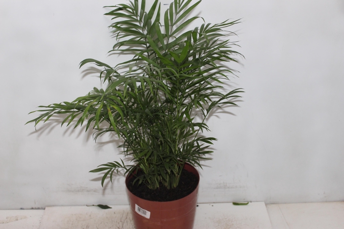 <h4>CHAMAEDOREA ELEGANS P17</h4>