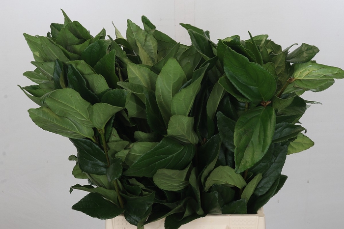 <h4>Viburnum Leaf (Per bunch)</h4>