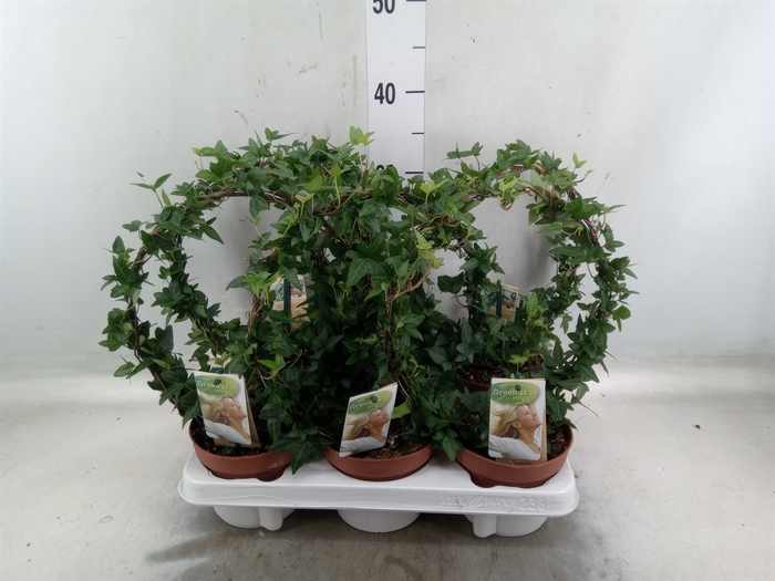 <h4>Hedera   ...green leafed</h4>