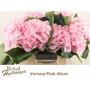 HORT VERENA PINK HYDR M CH VERENA