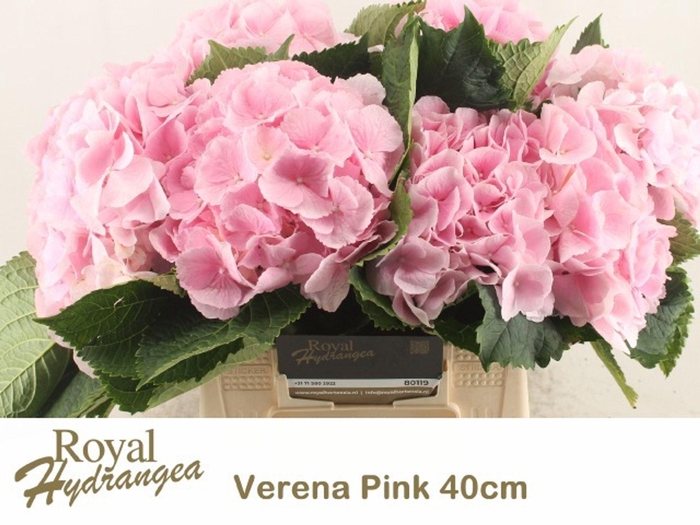 <h4>HORT VERENA PINK HYDR M CH VERENA</h4>