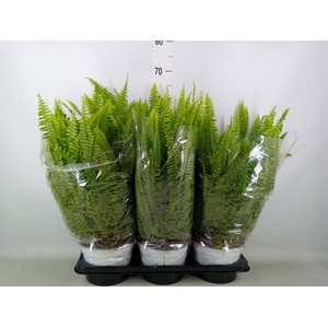 Nephrolepis exal. 'Sonata'