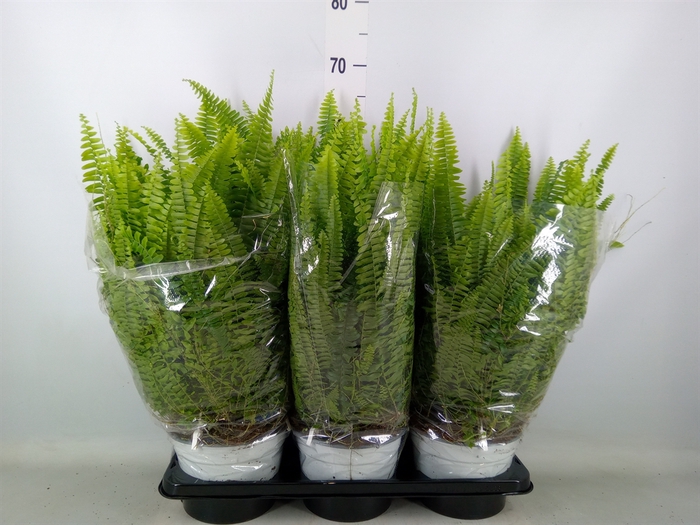 <h4>Nephrolepis exal. 'Sonata'</h4>