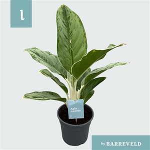 Aglaonema ‘Cintho Queen’