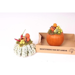 CUCURBITA