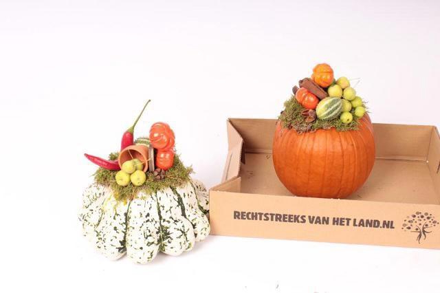 <h4>CUCURBITA</h4>