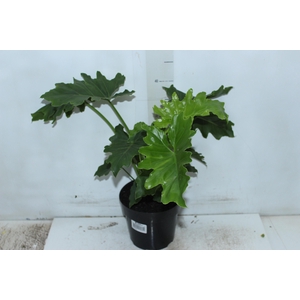 PHILODENDRON SHANGRI LA P17