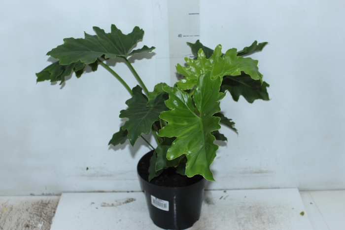 <h4>PHILODENDRON SHANGRI LA P17</h4>