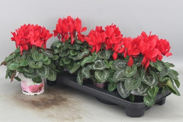 <h4>CYCL GR SUP XL</h4>