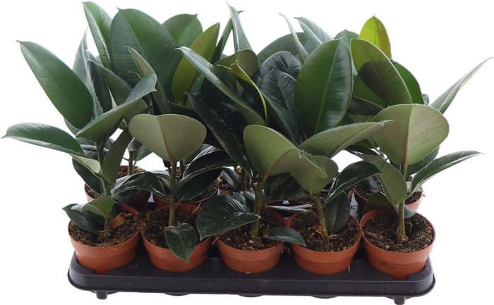 <h4>Fic El Robusta</h4>