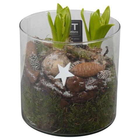 <h4>PTWH7707 Arrangement Winter Hyacint in glas vaas</h4>