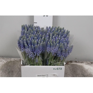 Muscari Armeniacum