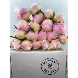 Paeonia Pink Snow