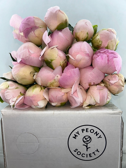 <h4>Paeonia Pink Snow</h4>